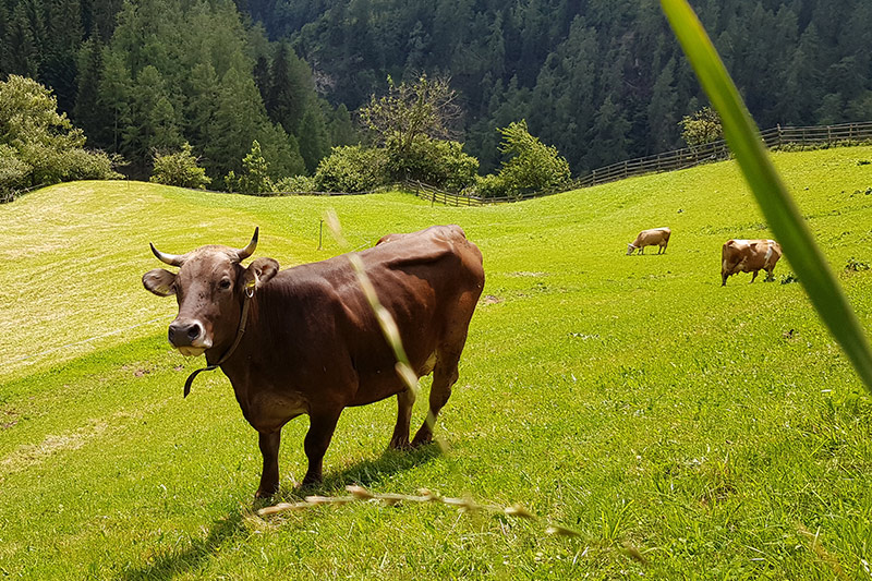 Mucche al Maso Tumlhof